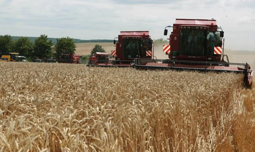 Thu hoạch lúa mì ở Vinnitsa, miền tây Ukraina. Ảnh: Xinhua