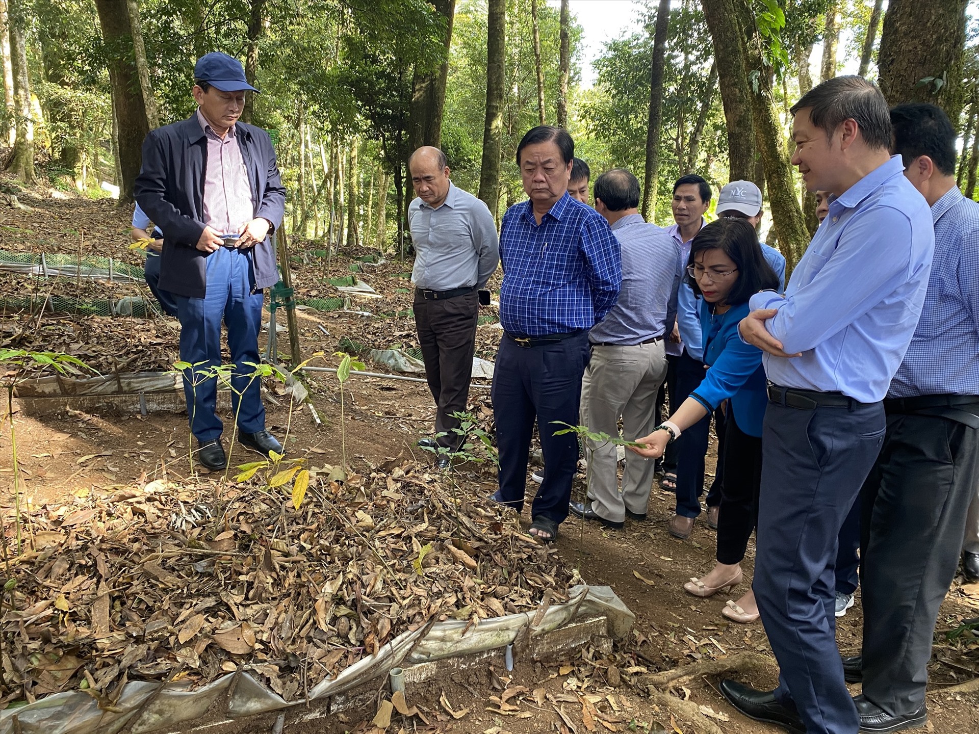 Đoàn công tác của Bộ Nông nghiệp và PTNT thăm vườn sâm tại huyện Tu Mơ Rông vào hồi tháng 2.2023. Ảnh: Thanh Tuấn