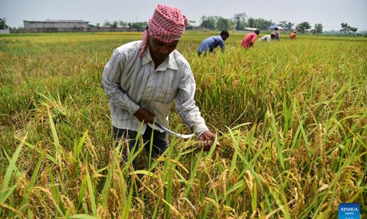 Nông dân thu hoạch lúa ở Nagaon, bang Assam, đông bắc Ấn Độ, ngày 2.6.2023. Ảnh: Xinhua