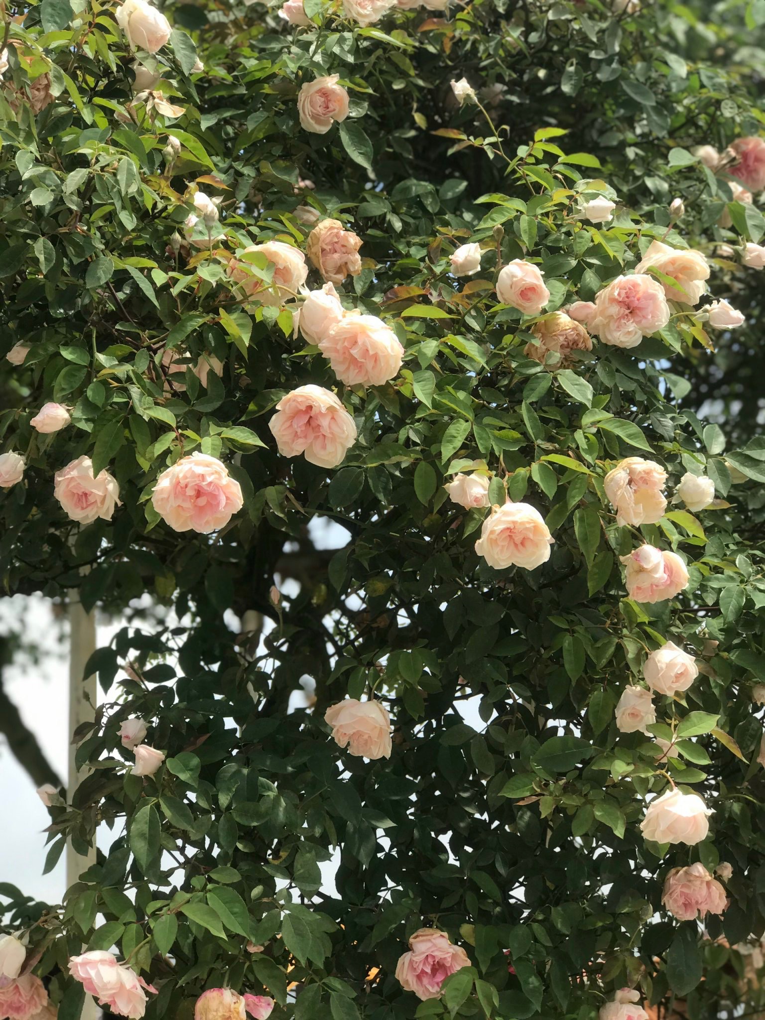Trong những năm gần đây, Vườn hoa hồng cổ Sa Pa là điểm đến nổi tiếng với du khách trong nước và Quốc tế.