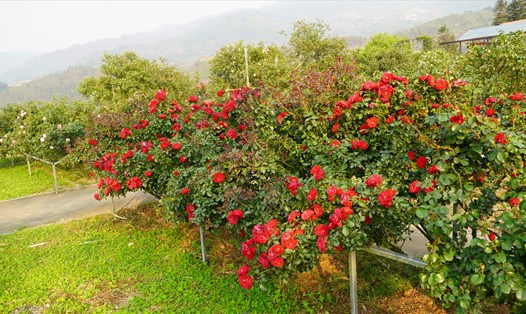 Hàng trăm gốc hồng cổ thụ tạo nên mùa hoa rực rỡ bên những làn sương mờ ảo và ánh nắng dịu mát của khu du lịch Quốc gia Sa Pa. Ảnh: Phạm Quỳnh