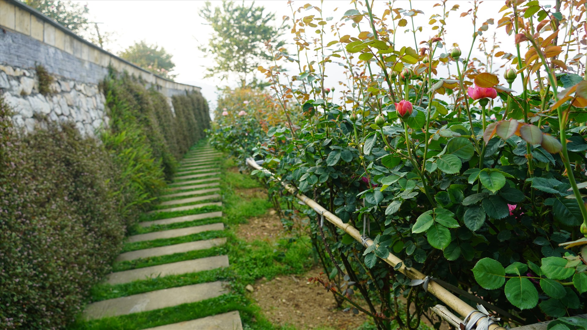 Vườn hồng cổ Sa Pa có cảnh quan thiên nhiên tươi đẹp, bao quát trọn vẹn vẻ đẹp của núi rừng và Sa Pa. Ảnh: Phạm Quỳnh