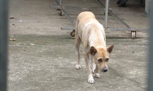 Chó được nuôi nhốt trong nhà tại xã Sông Trầu, huyện Trảng Bom - sau khi xảy ra 1 trường hợp tử vong do chó dại cắn. Ảnh: Hà Anh Chiến