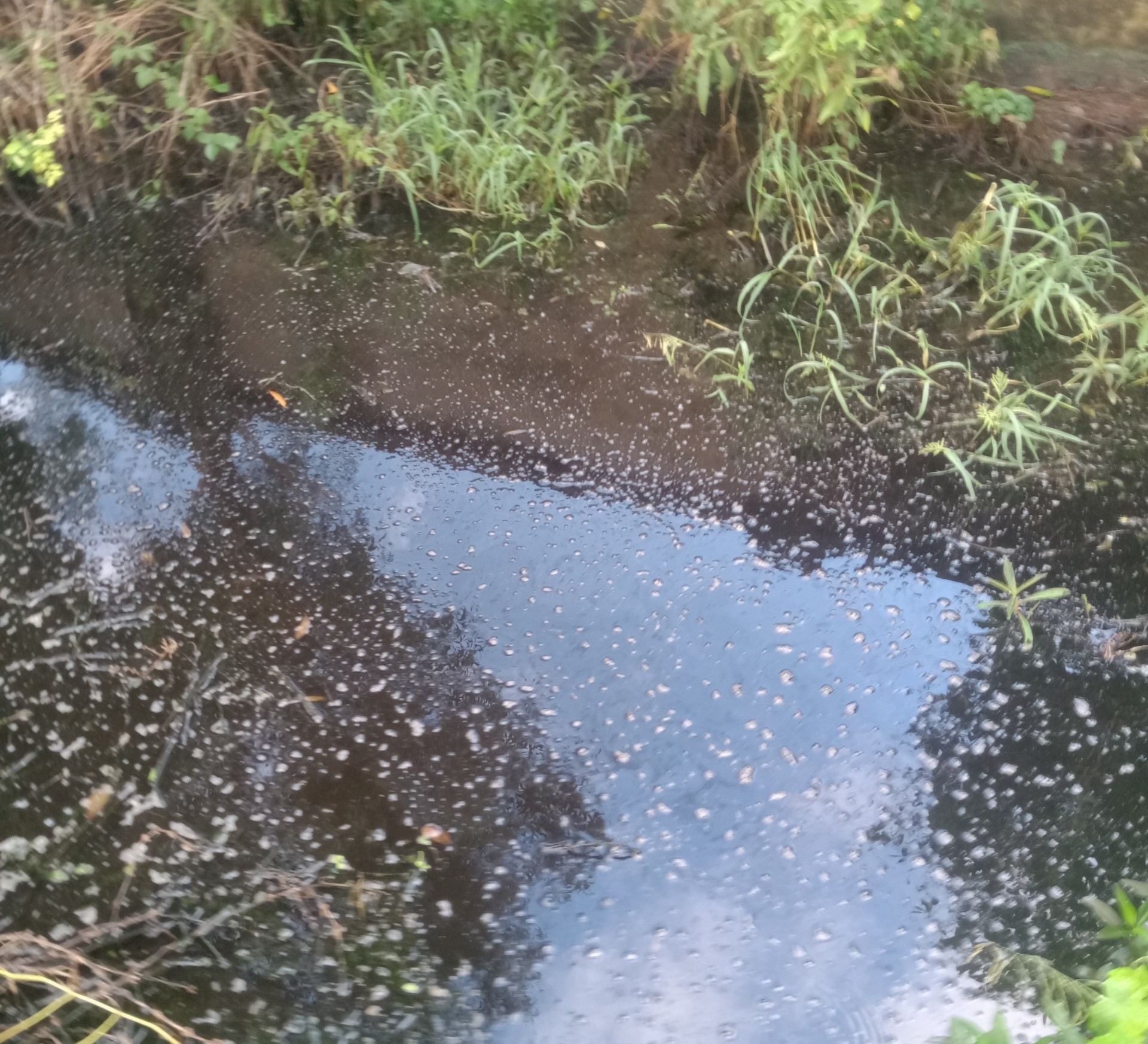 Nước từ Nhà máy xử lý rác Thành phố Cà Mau, tỉnh Cà Mau chảy ra bên ngoài. ảnh: Nhật Hồ