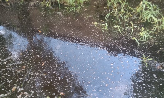 Nước từ Nhà máy xử lý rác Thành phố Cà Mau, tỉnh Cà Mau chảy ra bên ngoài. ảnh: Nhật Hồ