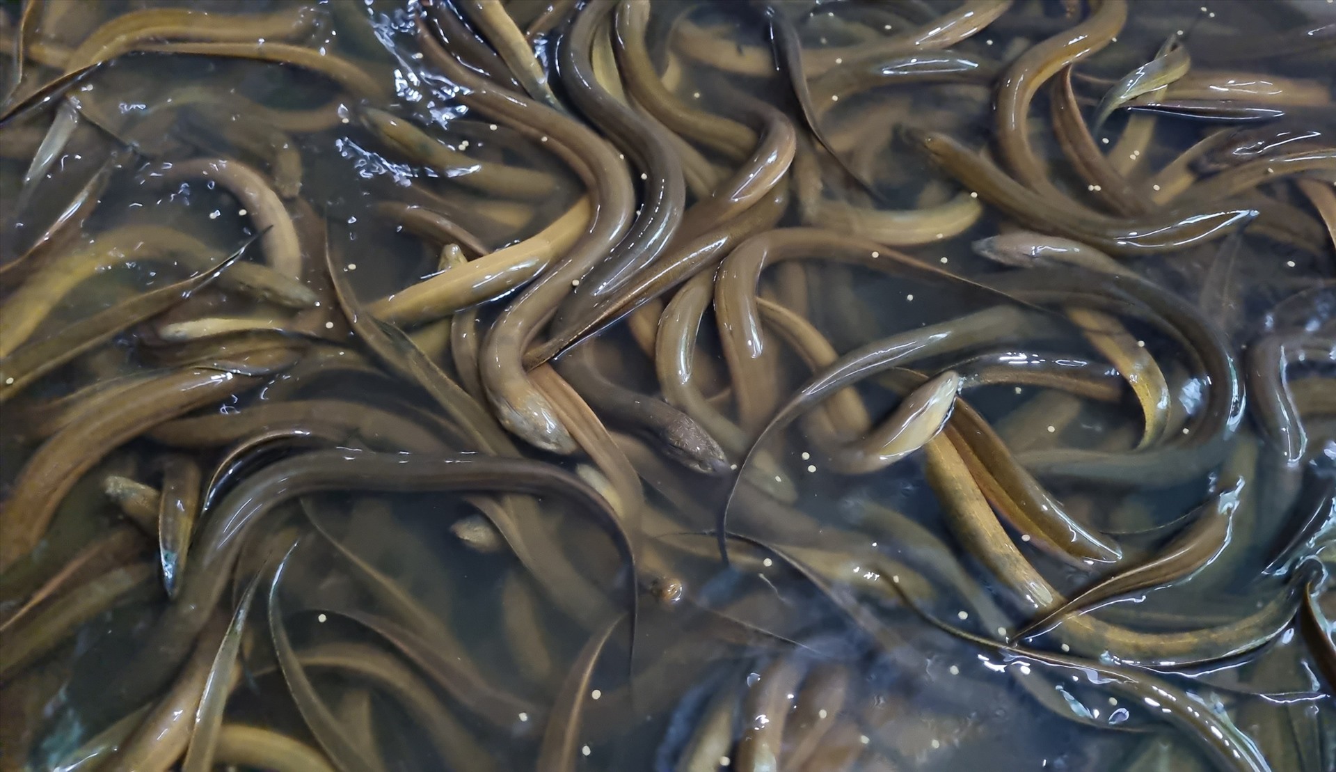 Nhiều nông dân tuổi xế chiều ở TP Vĩnh Long nuôi lươn không bùn cho thu nhập hàng chục triệu đồng mỗi tháng. Ảnh: Hoàng Lộc