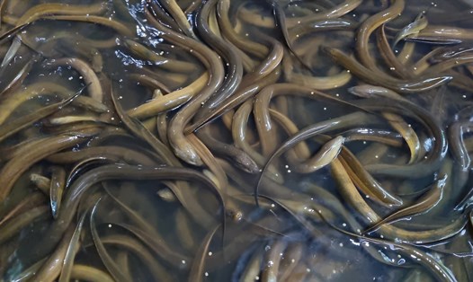 Nhiều nông dân tuổi xế chiều ở TP Vĩnh Long nuôi lươn không bùn cho thu nhập hàng chục triệu đồng mỗi tháng. Ảnh: Hoàng Lộc