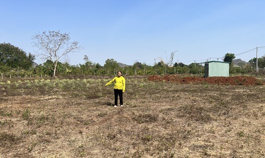 Một góc thửa đất sắp bị thu hồi của gia đình bà Nguyễn Thị Tình. Ảnh: Bảo Trung