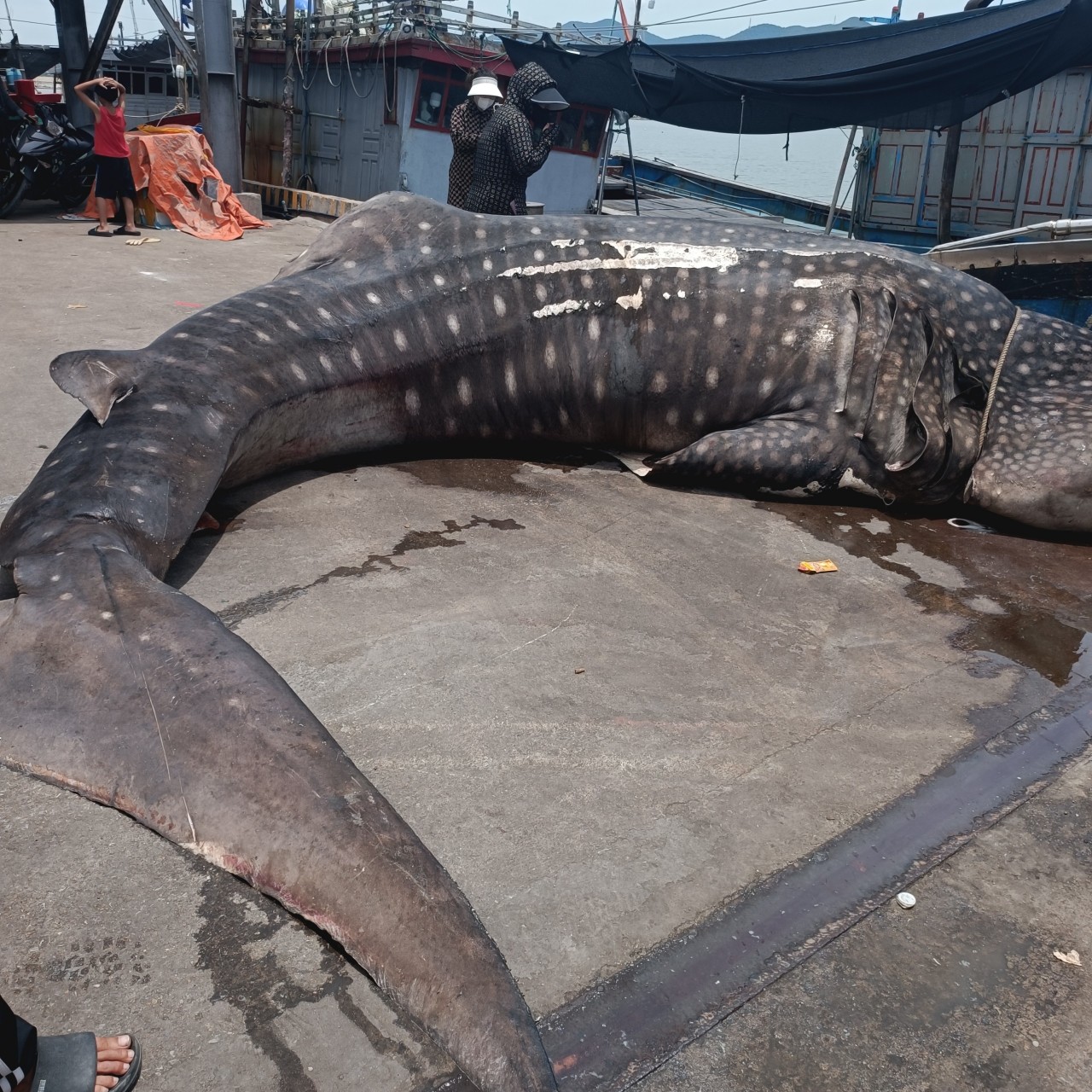 Xác cá voi nặng khoảng 2,5 tấn.  Ảnh: Quang Đại