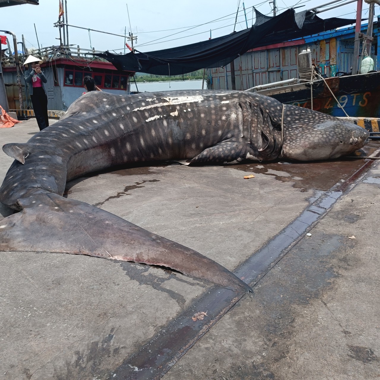 Xác cá voi nặng hơn 2 tấn trôi dạt vào bờ biển Nghệ An