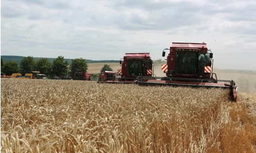 Thu hoạch ngũ cốc ở Ukraina. Ảnh: Xinhua