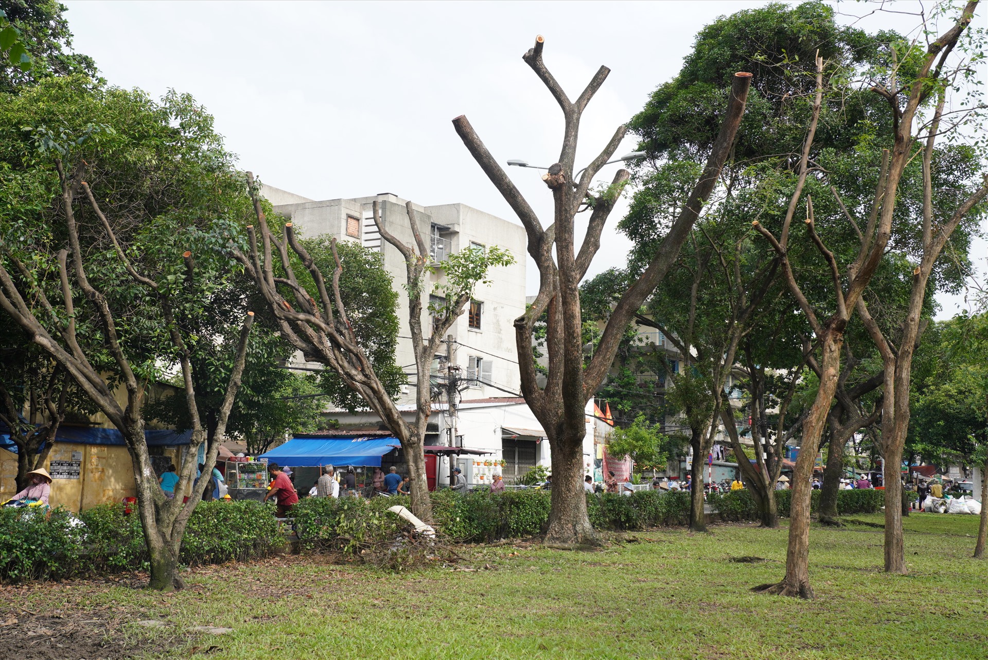 Hàng cây me tây ở công viên Thanh Đa, quận Bình Thạnh trơ trọi sau khi được cắt tỉa. 