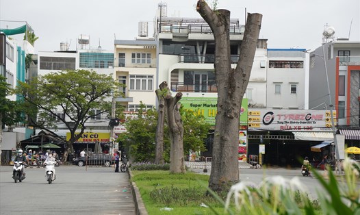 Hàng cây phượng trên đường D5 thuộc khu y tế kỹ thuật cao Hoa Lâm Shangri-La, quận Bình Tân đang trong tình trạng trụi lủi. Ảnh: Hữu Chánh