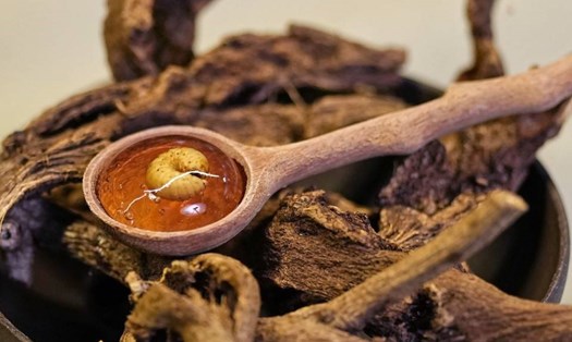 Tagame Cider là một loại đồ uống có ga được làm từ chiết xuất của bọ nước khổng lồ và trang trí bởi phiên bản sấy khô của loài côn trùng này.