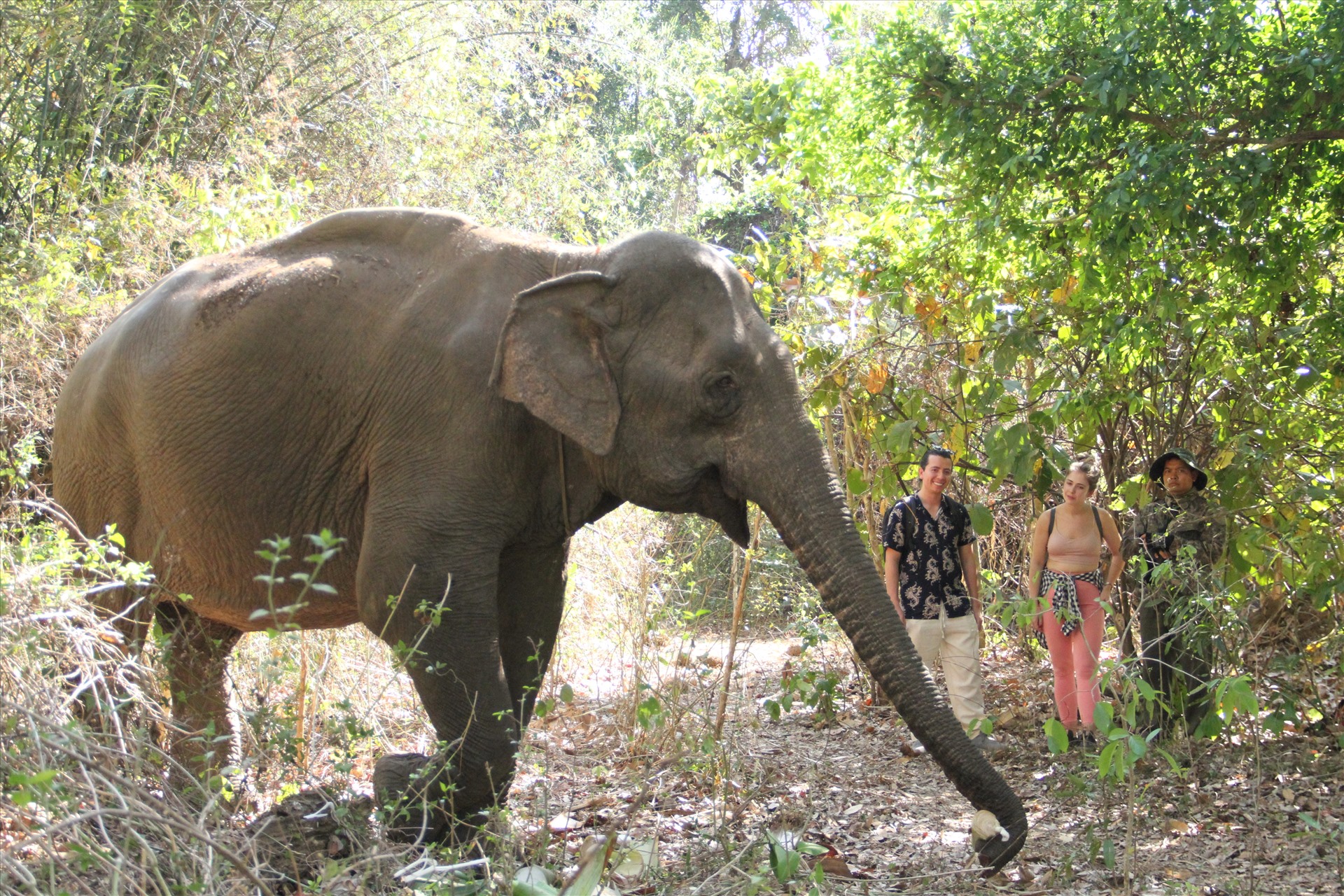 Du khách người nước ngoài thích thú khi thấy voi được tự do trong rừng. Ảnh: Tiến Thoại