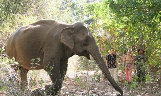 Du khách người nước ngoài thích thú khi thấy voi được tự do trong rừng. Ảnh: Tiến Thoại