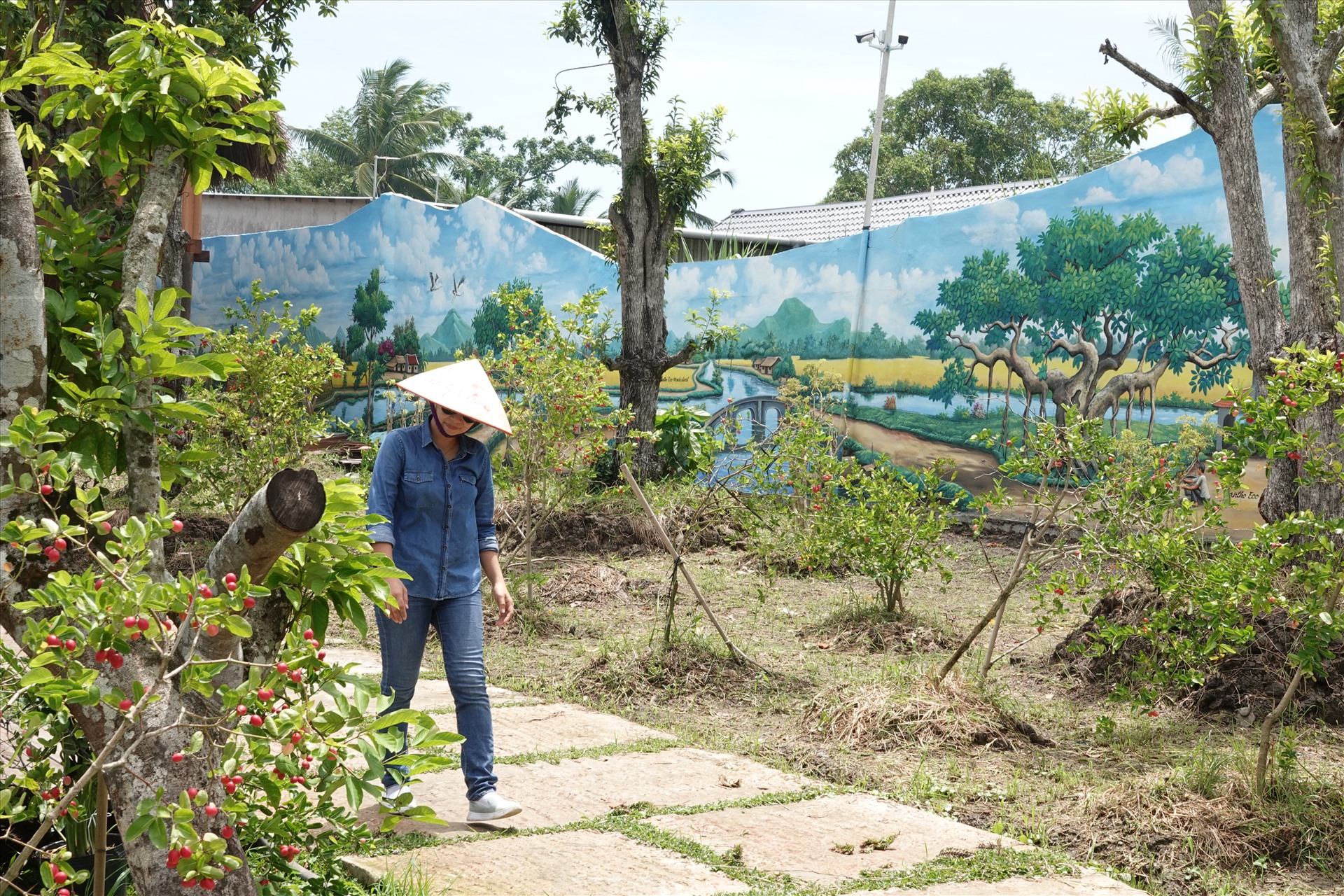 Chị Cẩm chăm sóc hàng trăm cây si rô được trồng xung quanh để hái trái làm nước phục vụ du khách. Ảnh: Tạ Quang