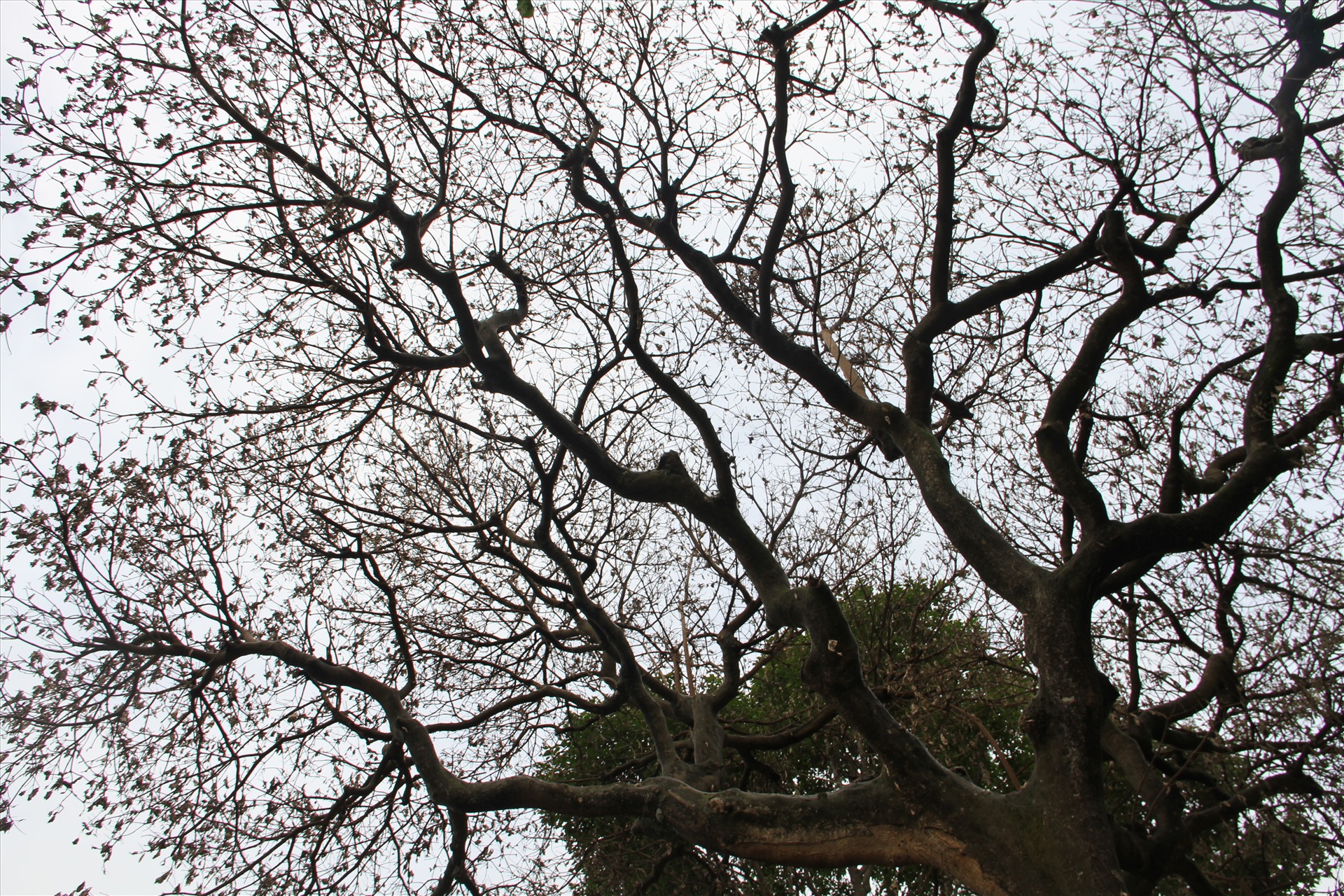 Hơn 10 cây hoa sữa có tuổi đời hàng chục năm tuổi ở thành phố Buôn Ma Thuột bỗng dưng cùng nhau chết đứng đồng loạt. Ảnh: Tiến Thoại