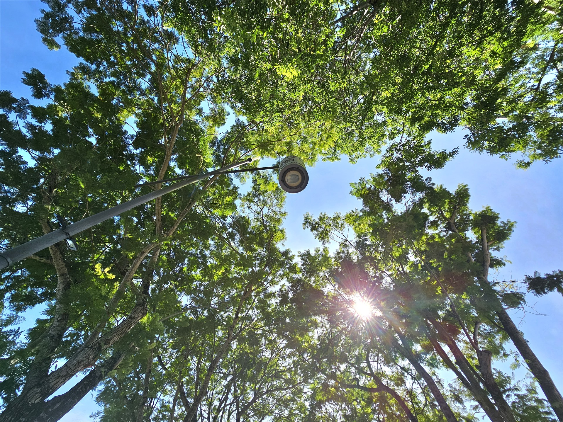 Ánh nắng gắt chiếu qua những khe lá, tạo một không gian xanh đặc trưng của cây lá và một không khí trong lành mặc cho đây là chốn đông người.