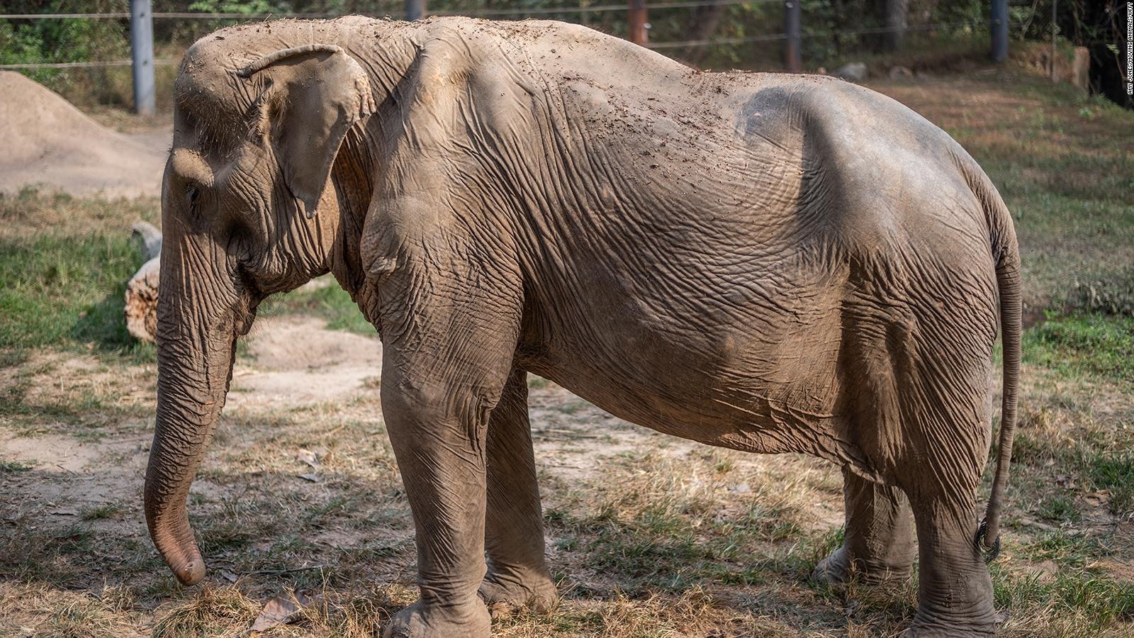 Thả voi về rừng xanh càng cần giữ được rừng cho voi sống