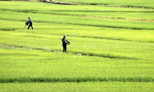Sau khi được đào tạo nghề lao động nông thôn, nhiều người dân ở huyện Krông Nô (tỉnh Đắk Nông) đã phát triển sản xuất hiệu quả, nâng cao thu nhập cho gia đình. Ảnh: Phan Tuấn