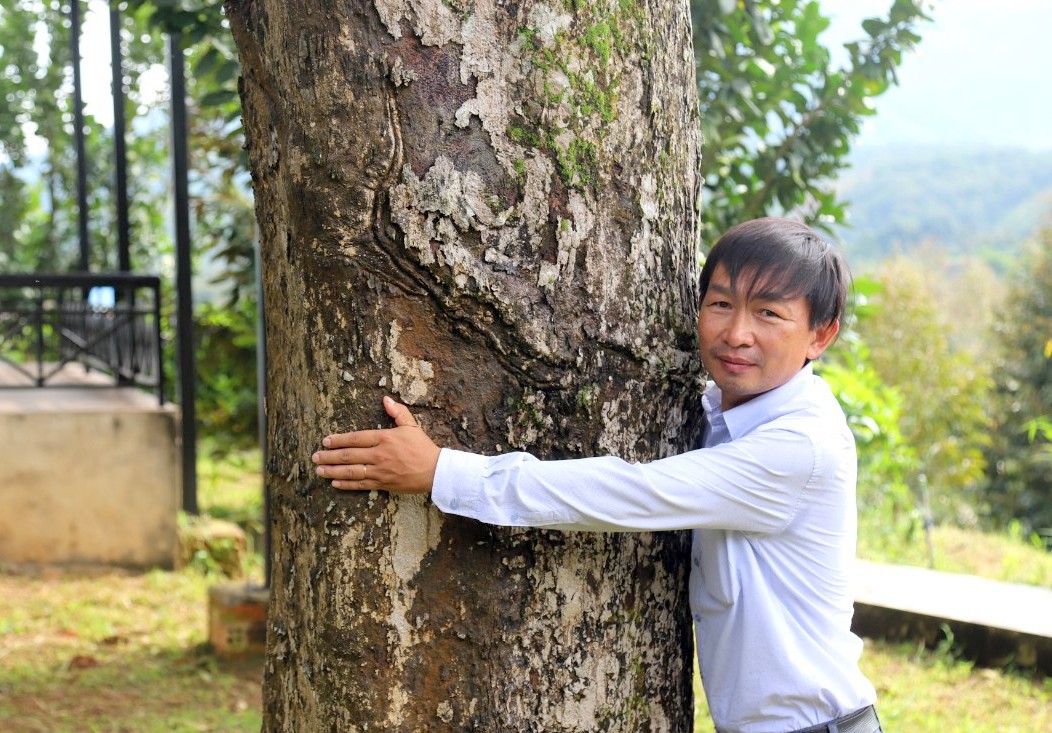 Cây sầu riêng có đường kính hơn hơn 1m, vòng tay của người lớn tuổi ôm không xuể thân cây. Ảnh: Khánh Phúc