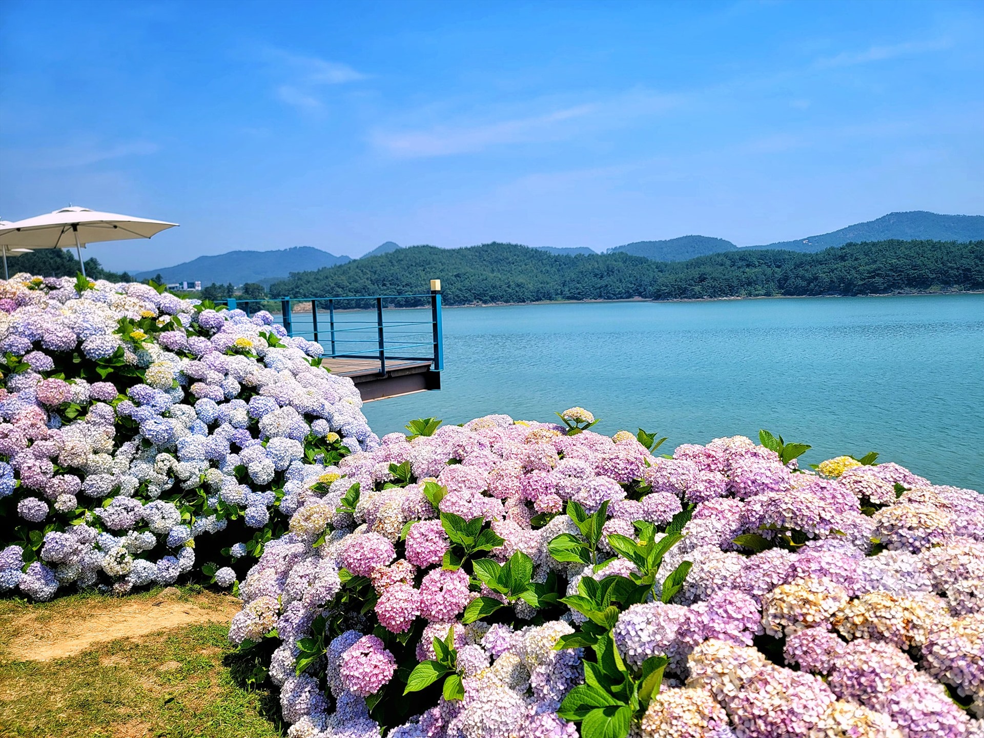 Ngoài ra, các điểm đến khác như đảo Geoje, công viên Taejongdae, Yugusaekdong... cũng đông khách đến chiêm ngưỡng, check-in với hoa cẩm tú cầu vào dịp này.