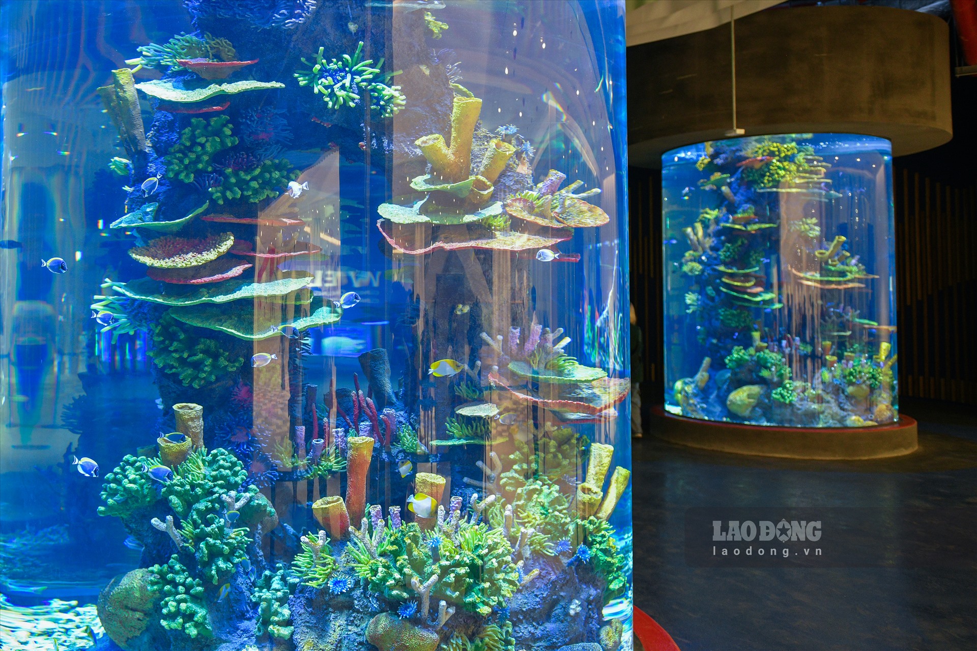 Thủy cung LOTTE World Aquarium Hanoi sẽ chính thức được mở đón khách vào ngày 1.8 tới đây.