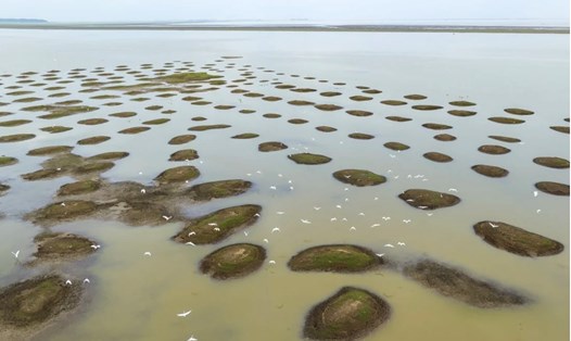 Hồ Bà Dương - hồ nước ngọt lớn nhất Trung Quốc - ở tỉnh Giang Tây, bước vào mùa khô sớm kỷ lục trong năm nay. Ảnh: Xinhua