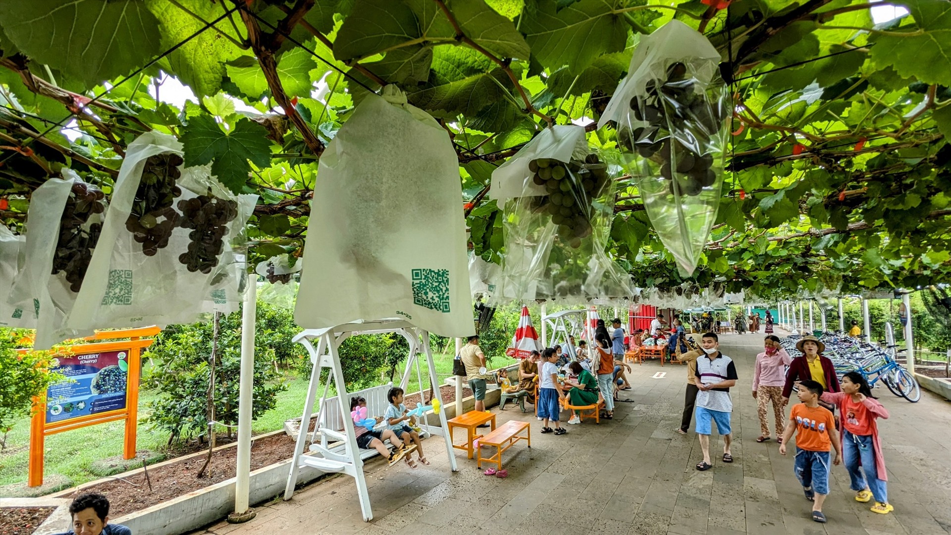 Thời gian gần đây, các loại trái cây của nông trại Suối Tiên thuộc Khu Văn hóa Du lịch Suối Tiên (TP. Thủ Đức) bắt đầu vào mùa chín vụ. Tại đây vừa cho ra mắt mô hình du lịch nông nghiệp theo hướng hữu cơ đã thu hút khách tham quan đủ mọi lứa tuổi. 