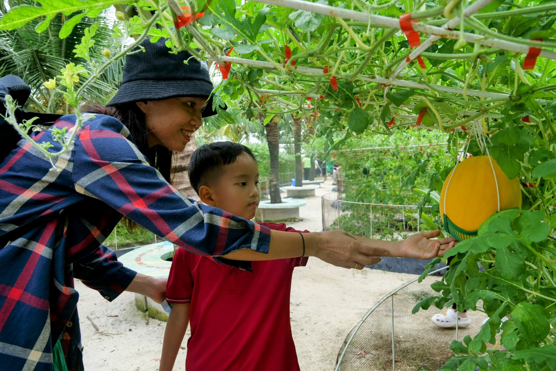 Theo bà Bùi Thị Tố Trinh - đại diện Khu du lịch Văn hóa Suối Tiên cho biết mùa trái chín tại Suối Tiên Farm dự kiến kéo dài từ nay đến 4.9.2023. Tuy nhiên, mỗi loại trái sẽ chín vụ vào thời điểm khác nhau, nhưng nông trại sẽ cố gắng để các loại trái cây vào mua thu hoạch đúng tiến độ phục vụ liên tục du khách đến trải nghiệm. “Chúng tôi có mấy chục giống, loại trái cây thì từng thời vụ, từng vụ mùa sẽ có lọa trái cây khác nhau. Nên mỗi vụ mùa khác nhau chúng ta có những trải nghiệm khác nhau. Ví dụ như hôm nay chúng ta trải nghiệm hái nho kẹo đen Pháp, nho hồng Nhật Bản. Thời gian tới thì chúng ta trải nghiệm hái nho mẫu đơn của Nhật hoặc hai tuần nữa là thu hoạch dưa hấu Đài Loan. Chúng tôi sẽ cố gắng có những loại trái cây chín liên tục để phục vụ du khách đến trải nghiệm” bà Trinh cho biết.