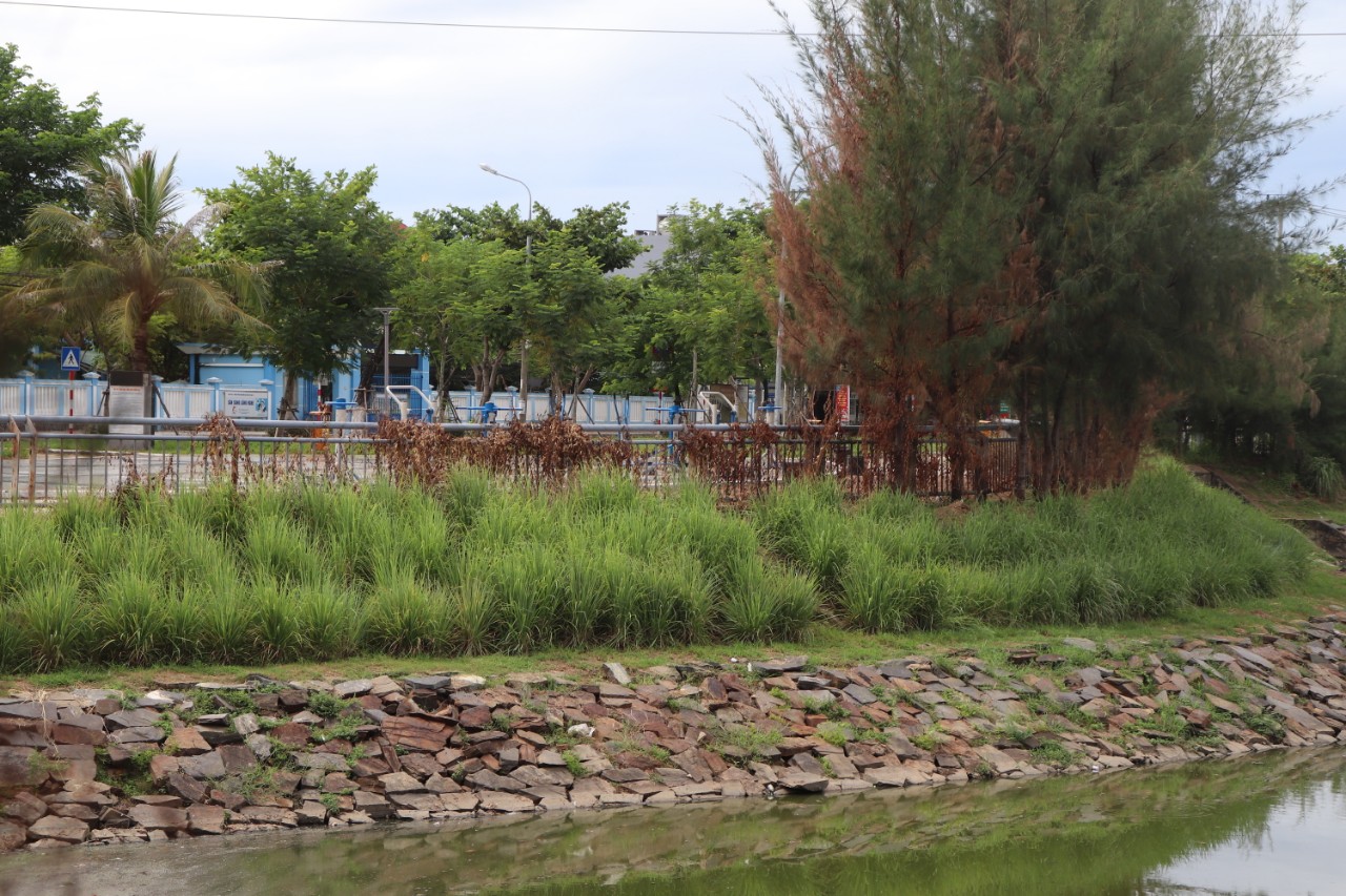 Người dân tận dụng đất ven hồ điều tiết để trồng sả. Ảnh: Nguyễn Linh