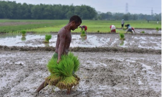 Nông dân trồng lúa ở Assam, Ấn Độ. Ảnh minh hoạ. Ảnh: Xinhua