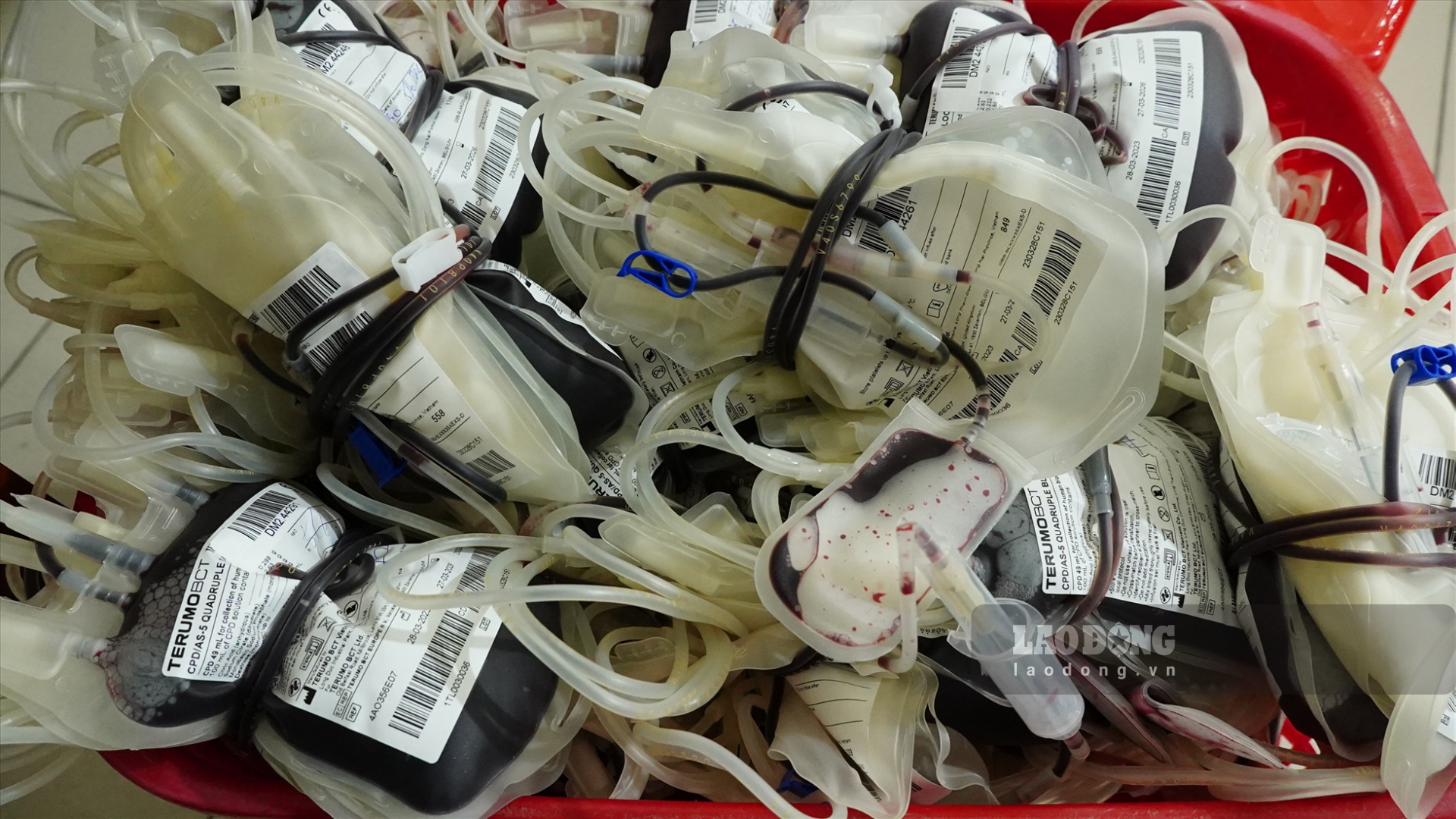 Công tác đấu thầu kéo dài khiến Bệnh viện Huyết học - Truyền máu Cần Thơ gặp khó trong việc cung ứng máu cho các bệnh viện ở ĐBSCL. Ảnh: Tạ Quang