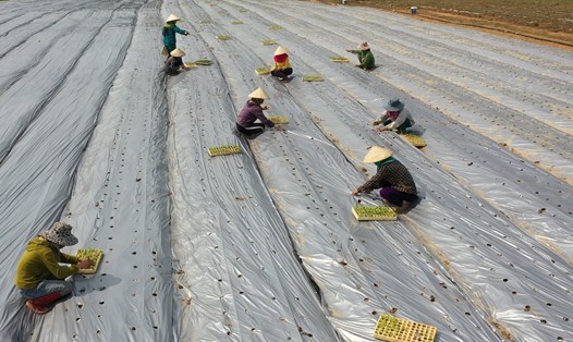 Sản xuất nông nghiệp ở huyện nông thôn mới Cam Lộ. Ảnh: A.Vũ.