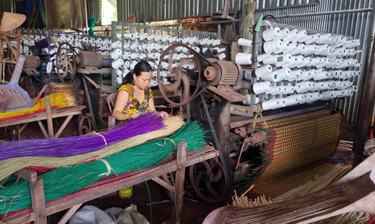 Huyện Lấp Vò đang thực hiện xây dựng vùng trồng lát đảm bảo nguyên liệu sản xuất chiếu, góp phần bảo tồn làng nghề. Ảnh: Hoàng Lộc