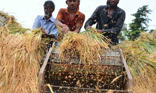 Nông dân tuốt lúa ở ngoại ô Agartala, Thủ phủ bang Tripura, Đông Bắc Ấn Độ, tháng 5.2022. Ảnh: Xinhua