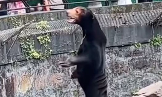 Sở thú Trung Quốc phải lên tiếng sau khi bị nghi cho nhân viên giả làm gấu chó. Ảnh chụp màn hình