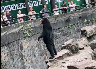 Cảnh quay gấu chó khiến sở thú Trung Quốc bị nghi ngờ. Ảnh chụp màn hình