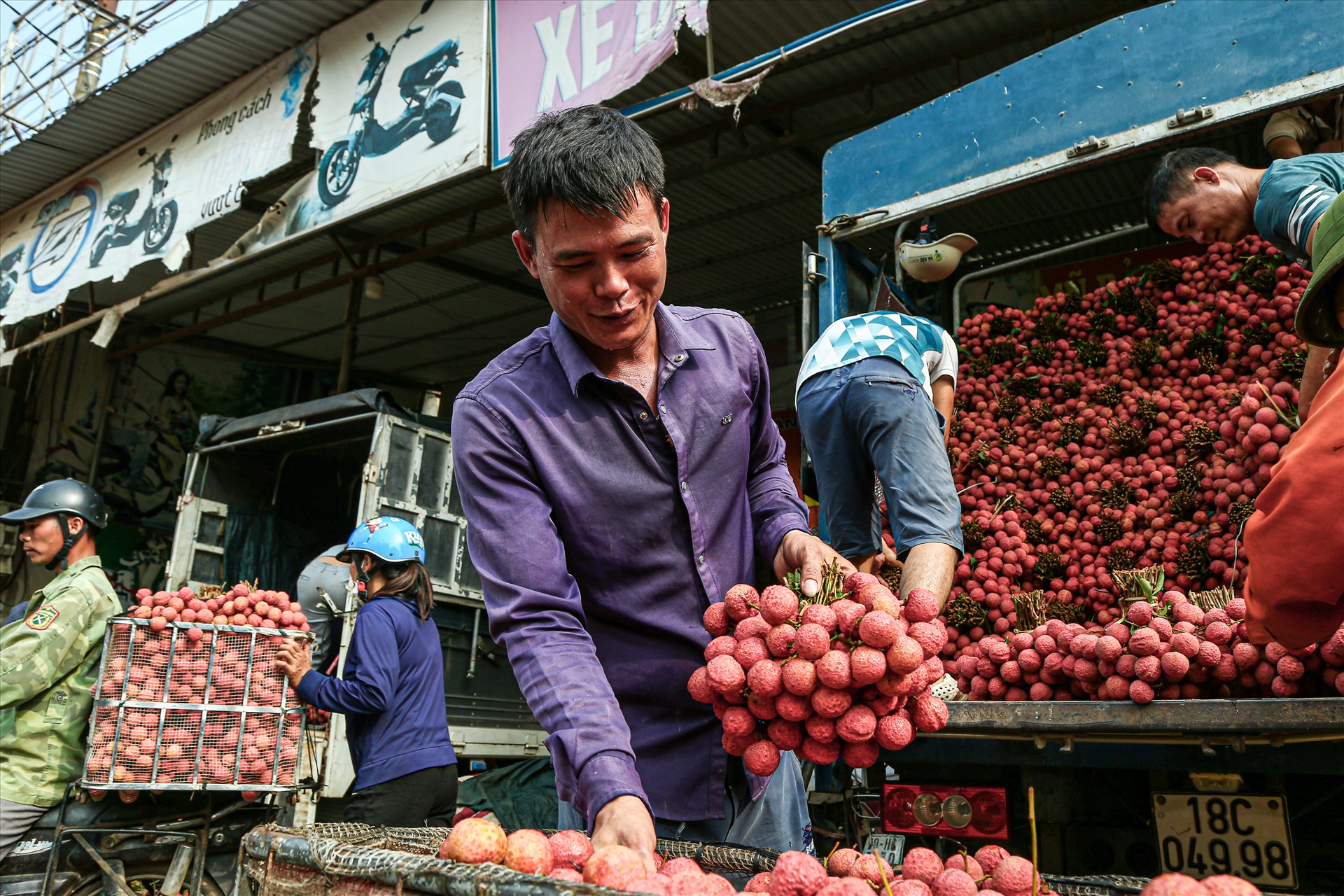 Người nông dân Bắc Giang thu hoạch vải thiều, tháng 6.2023. Ảnh: Vân Trường
