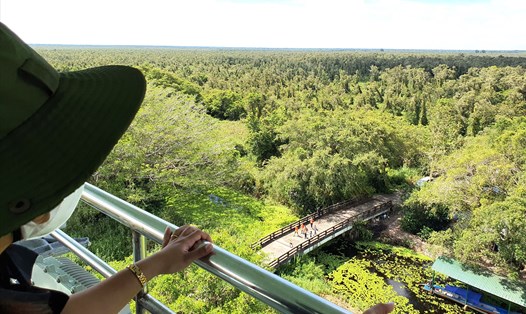 Một góc rừng tràm U Minh hạ, tỉnh Cà Mau. Ảnh: Nhật Hồ