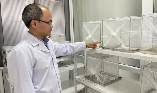TS Nguyễn Văn Dũng trong phòng thí nghiệm, nuôi muỗi sốt xuất huyết để nghiên cứu. Ảnh: Thanh Loan