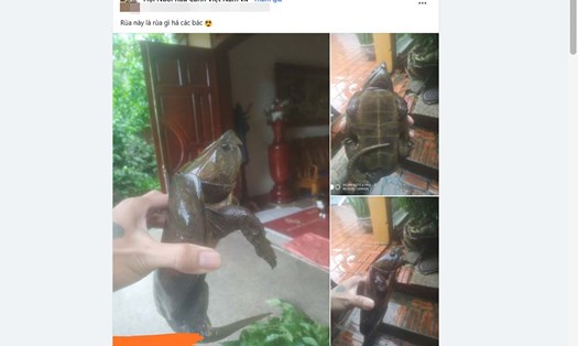 Một số hình ảnh của đối tượng Nguyễn Thanh Thủy về rùa đầu to đăng mạng xã hội. Ảnh: Chụp lại từ màn hình