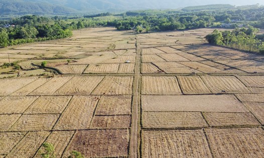 Một diện tích hàng chục ha đất lúa bỏ hoang ở xã Cẩm Hưng (huyện Cẩm Xuyên, tỉnh Hà Tĩnh) trong vụ hè - thu này vì không chủ động được nước tưới. Ảnh: Trần Tuấn.