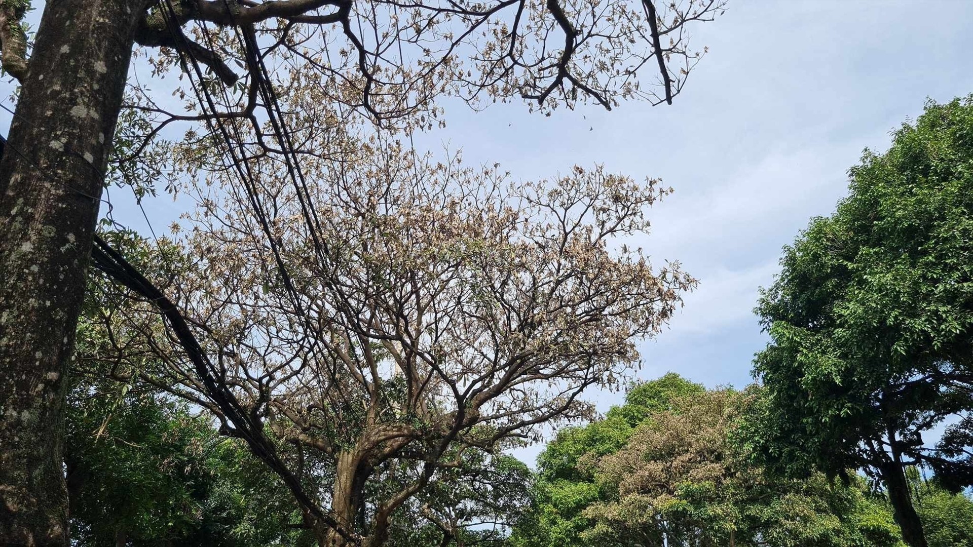 Nhiều cây hoa sữa ở Thành phố Buôn Ma Thuột có dấu hiệu chết đứng. Ảnh: Tiến Thoại