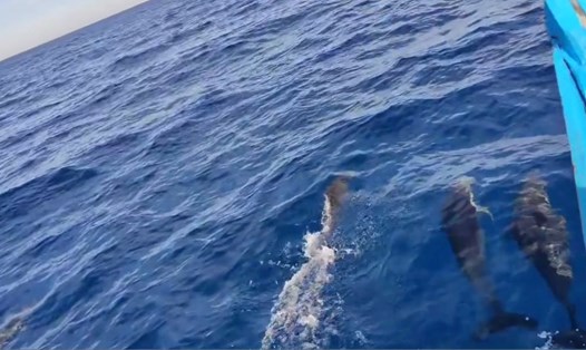 Nghi ngờ 10 chú cá heo xuất hiện ở vùng biển Cù Lao Chàm. Ảnh chụp màn hình