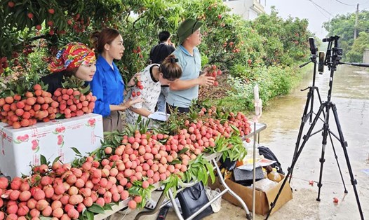 Nông dân livestream bán vải tại Bắc Giang. Ảnh: Tỉnh đoàn Bắc Giang