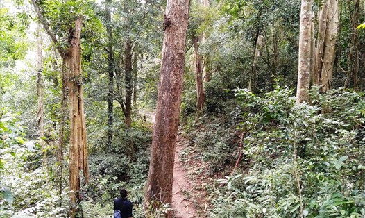 Rừng gỗ hương quý ở huyện Kbang bị mất dần qua từng năm, cần được khoanh vùng bảo vệ. Ảnh: Thanh Tuấn