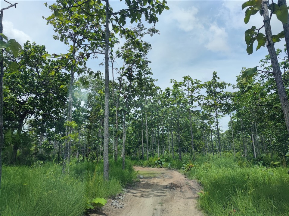 Rừng khộp ở xã biên giới Ia Mơr, huyện Chư Prông. Ảnh Thanh Tuấn 