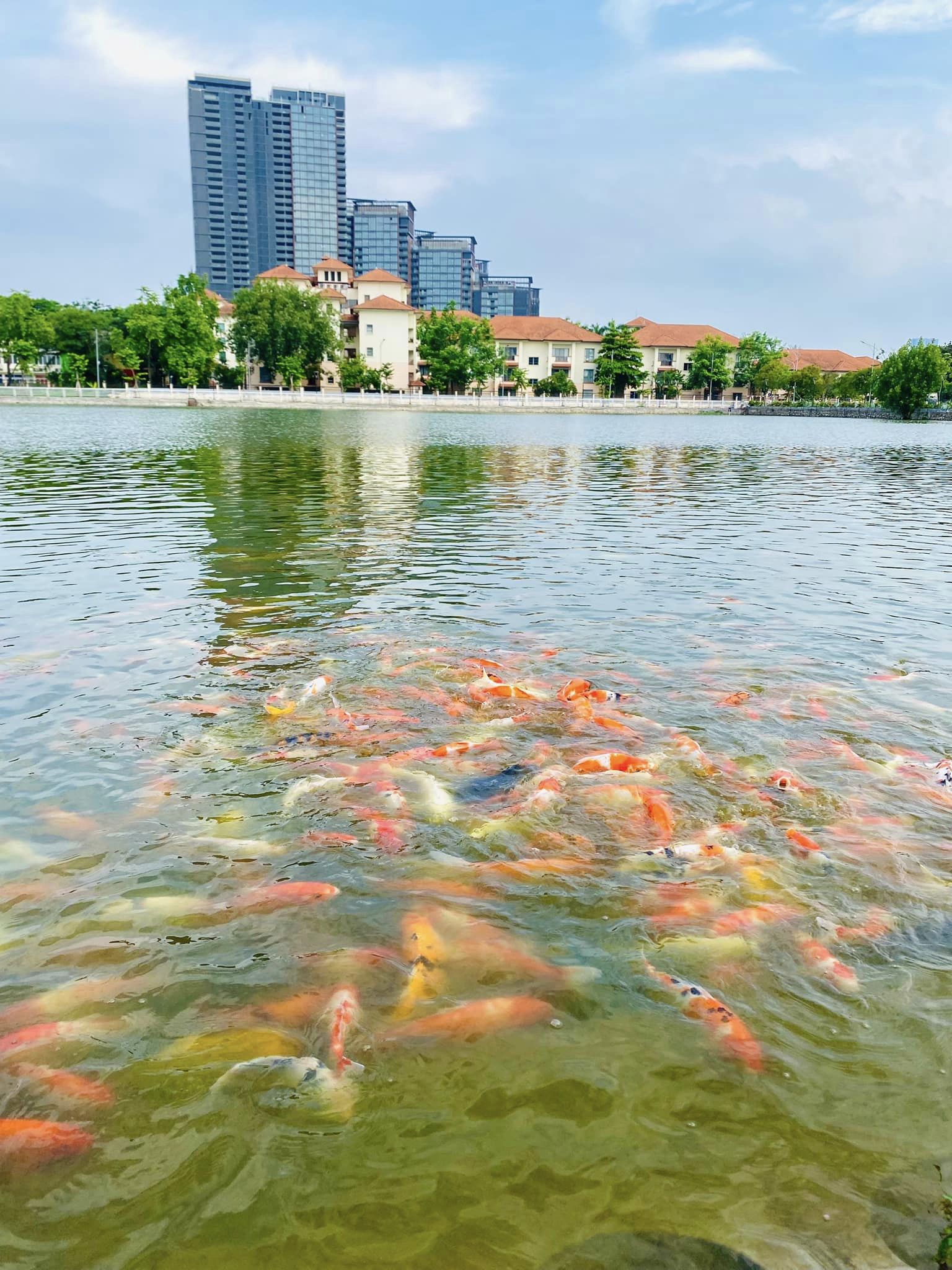 Cách đây 3 tháng, đầm Đông đã được cải tạo lại. Cuối tháng 6 vừa qua, một đơn vị đã thả 12.000 con cá Koi đủ chủng loại, kích cỡ khác nhau xuống hồ, nhằm mang tới những trải nghiệm mới mẻ cho du khách khi đến Hồ Tây.